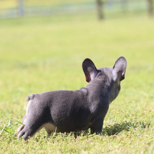 French Bulldog Puppy for Sale