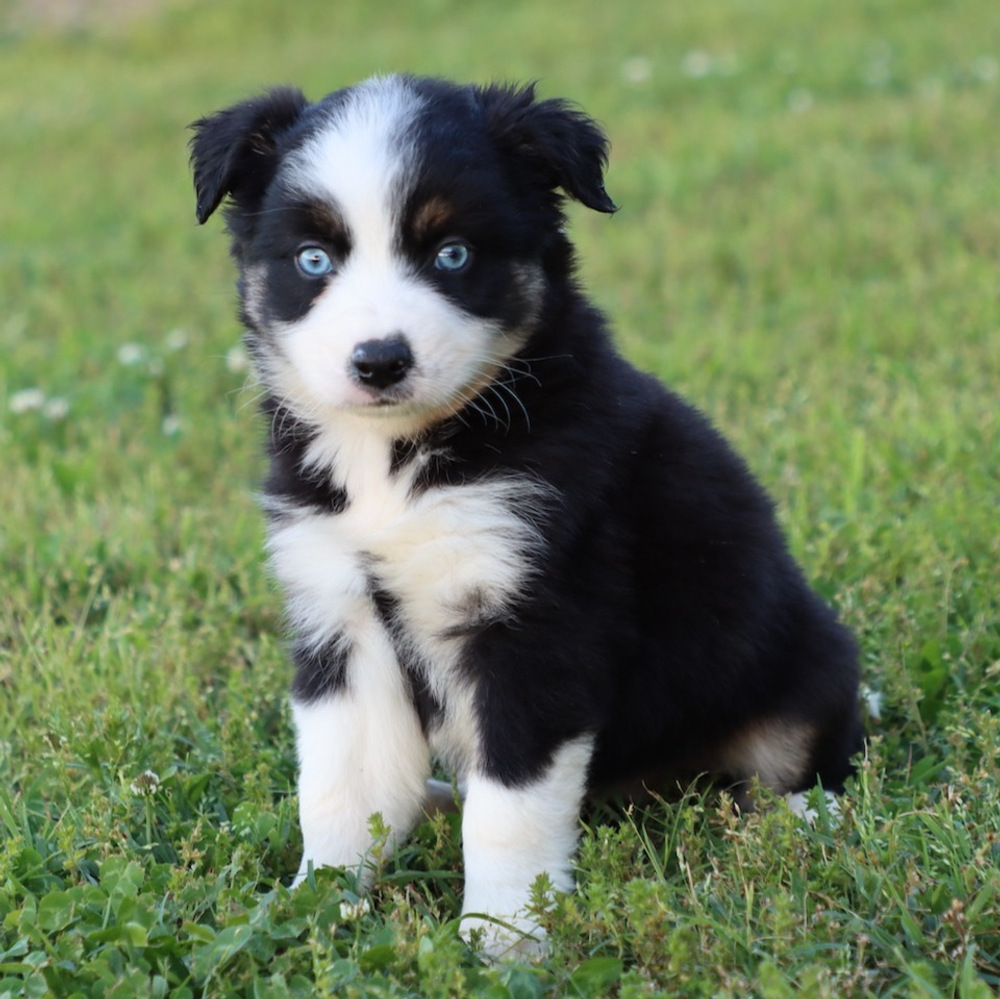 Miniature Australian Shepherd Puppy for Sale in NYC