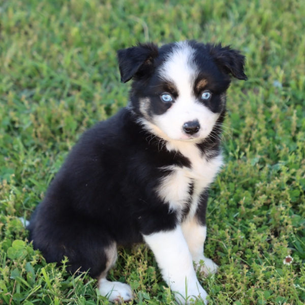 Miniature Australian Shepherd Puppy for Sale