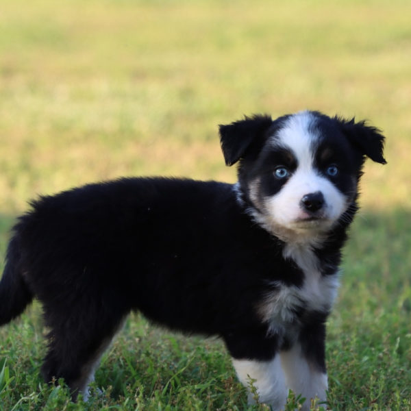 Miniature Australian Shepherd Puppy for Sale