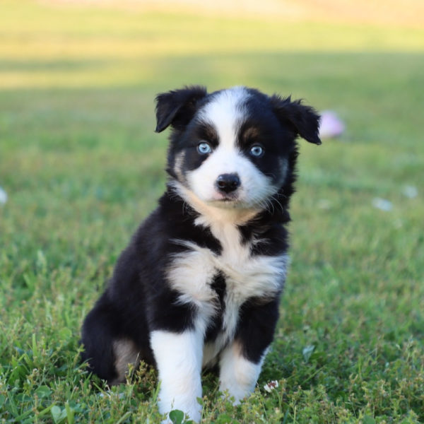 Miniature Australian Shepherd Puppy for Sale