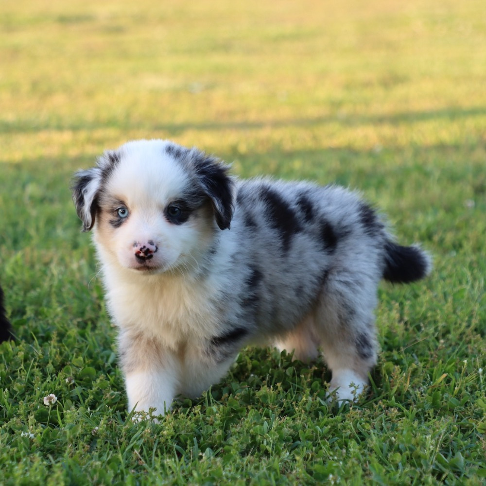 Miniature Australian Shepherd Puppy for Sale in NYC