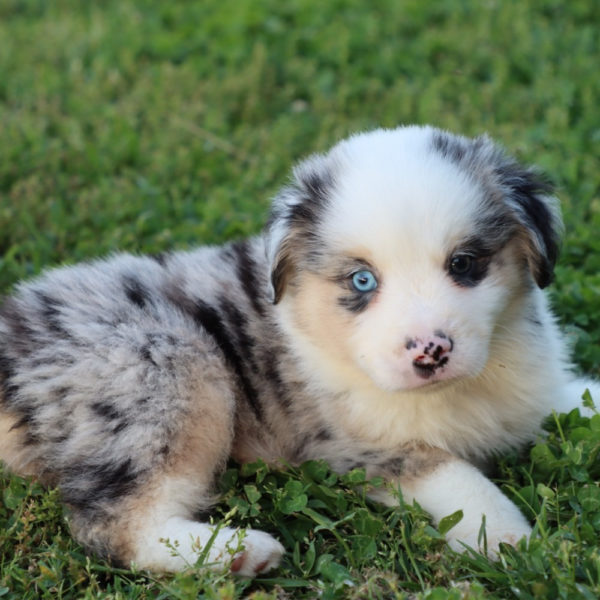 Miniature Australian Shepherd Puppy for Sale