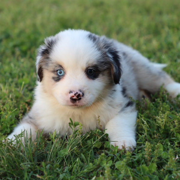 Miniature Australian Shepherd Puppy for Sale