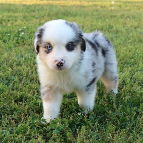 Miniature Australian Shepherd Puppy for Sale