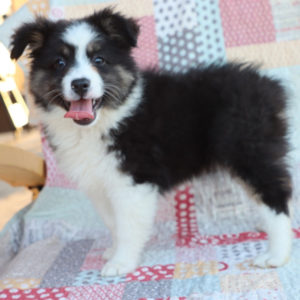 Miniature Australian Shepherd Puppy for Sale