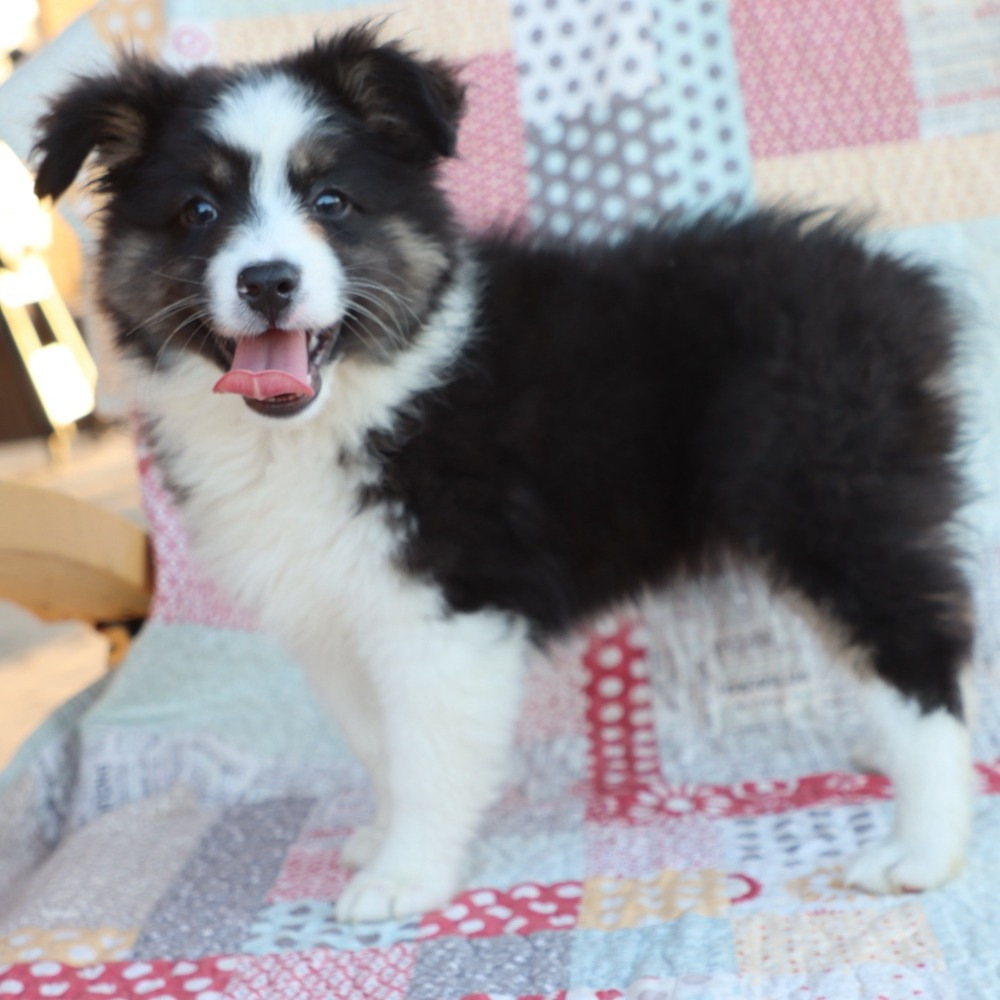 Miniature Australian Shepherd Puppy for Sale in NYC