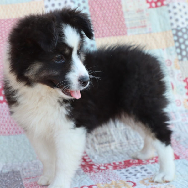 Miniature Australian Shepherd Puppy for Sale