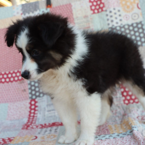 Miniature Australian Shepherd Puppy for Sale