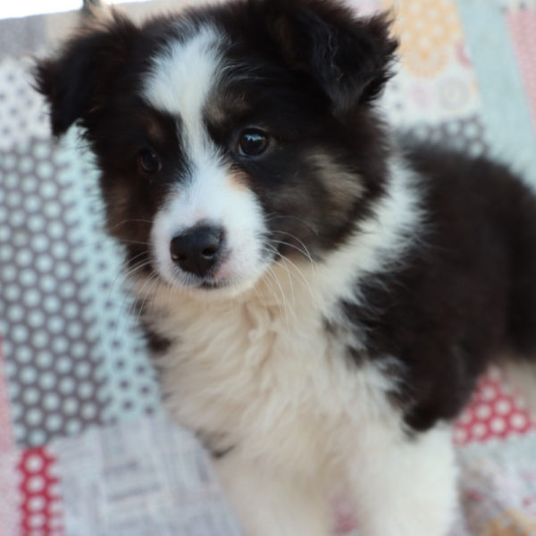 Miniature Australian Shepherd Puppy for Sale