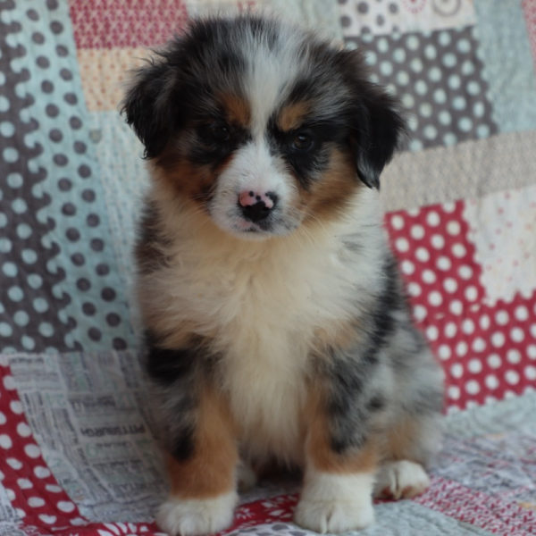 Miniature Australian Shepherd Puppy for Sale