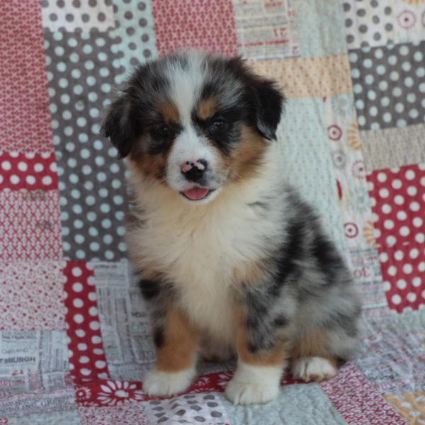 Miniature Australian Shepherd Puppy for Sale