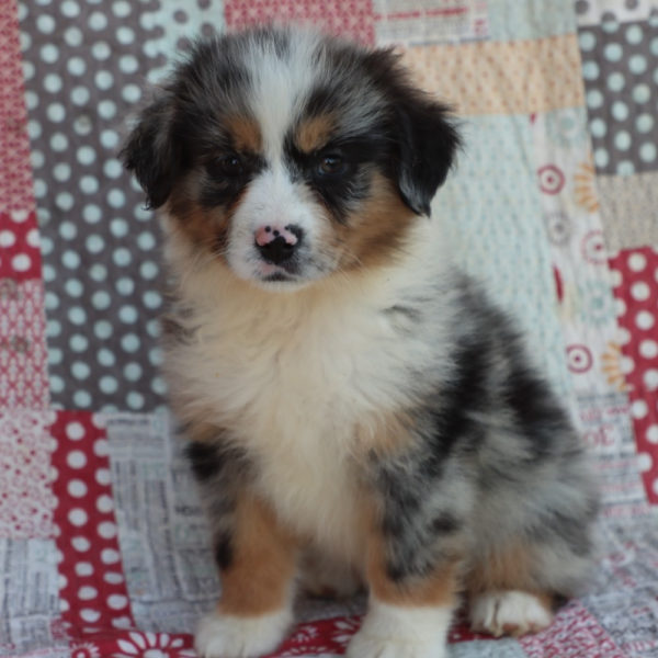 Miniature Australian Shepherd Puppy for Sale