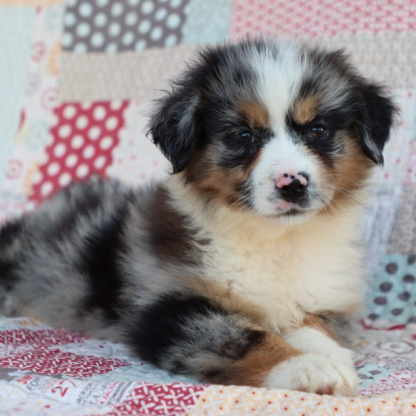 Miniature Australian Shepherd Puppy for Sale