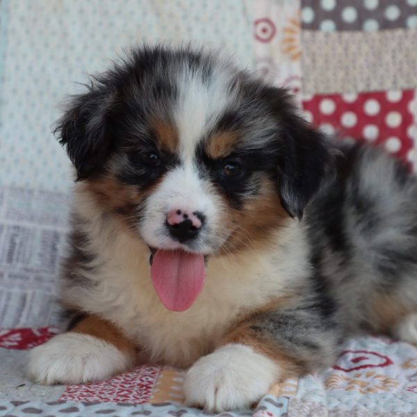Miniature Australian Shepherd Puppy for Sale