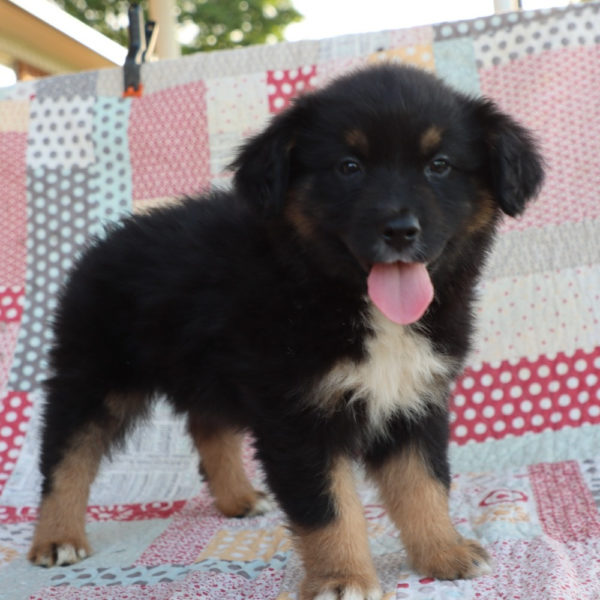 Miniature Australian Shepherd Puppy for Sale