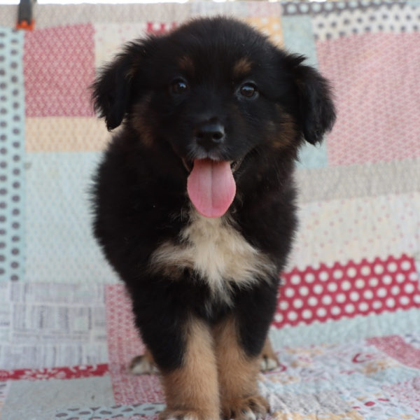 Miniature Australian Shepherd Puppy for Sale