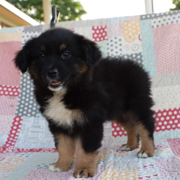 Miniature Australian Shepherd Puppy for Sale