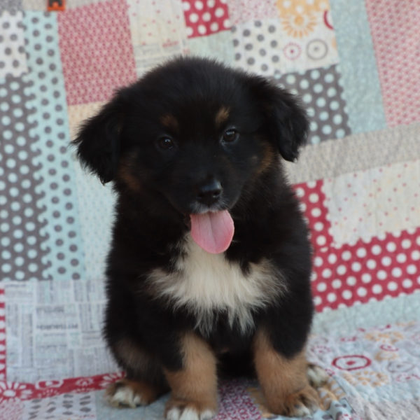 Miniature Australian Shepherd Puppy for Sale