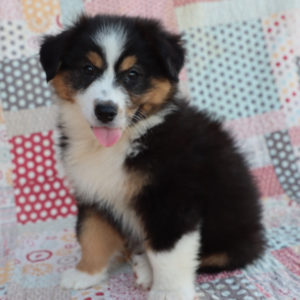 Miniature Australian Shepherd Puppy for Sale