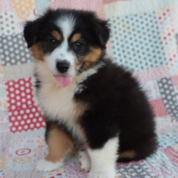 Miniature Australian Shepherd Puppy for Sale