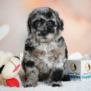 F1 Cockapoo Puppy for Sale