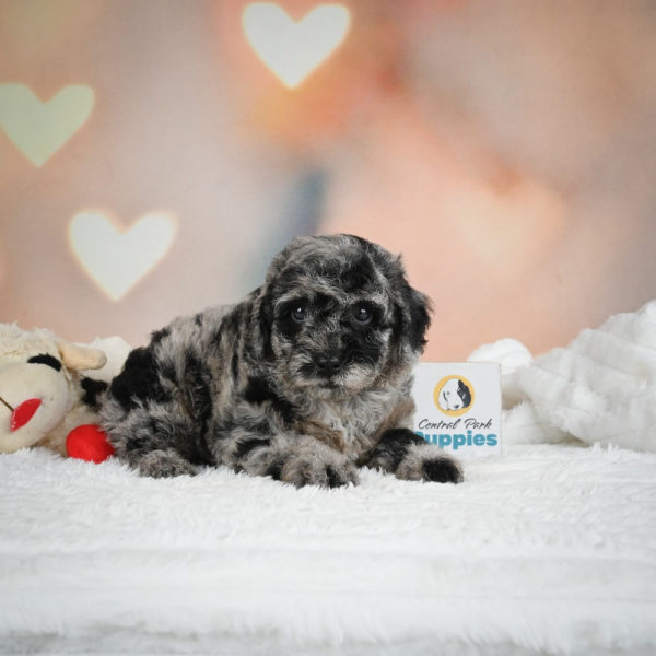 F1b Cockapoo Puppy for Sale