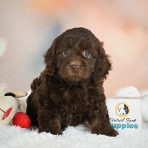 F1 Cockapoo Puppy for Sale
