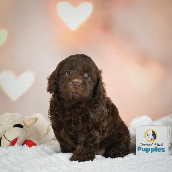 F1b Cockapoo Puppy for Sale