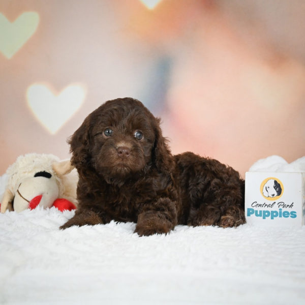 F1b Cockapoo Puppy for Sale