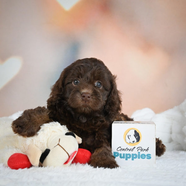 F1b Cockapoo Puppy for Sale
