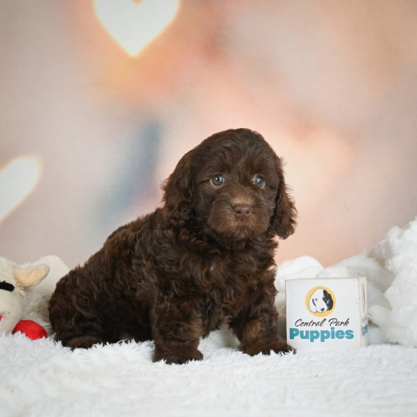 F1b Cockapoo Puppy for Sale