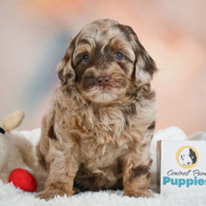 F1 Cockapoo Puppy for Sale