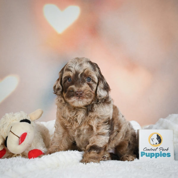 F1 Cockapoo Puppy for Sale