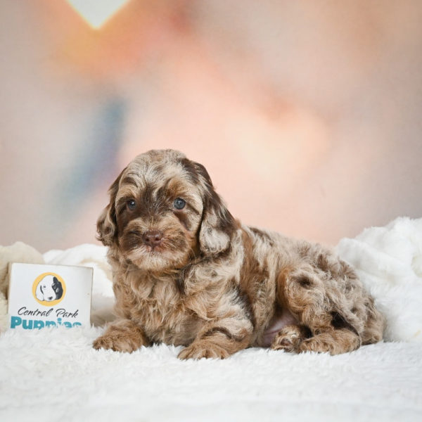 F1 Cockapoo Puppy for Sale