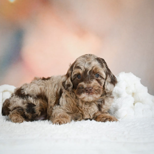 F1 Cockapoo Puppy for Sale