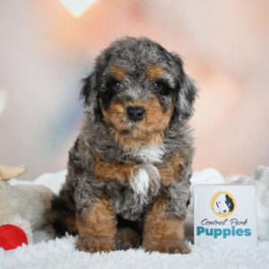 F1 Cockapoo Puppy for Sale
