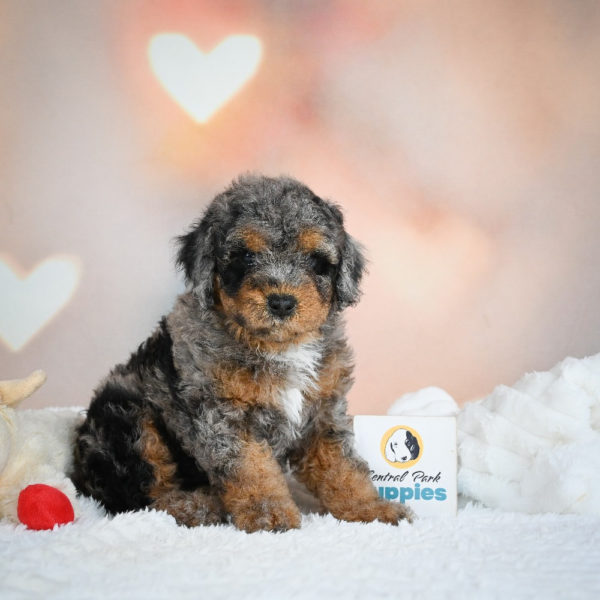 F1 Cockapoo Puppy for Sale