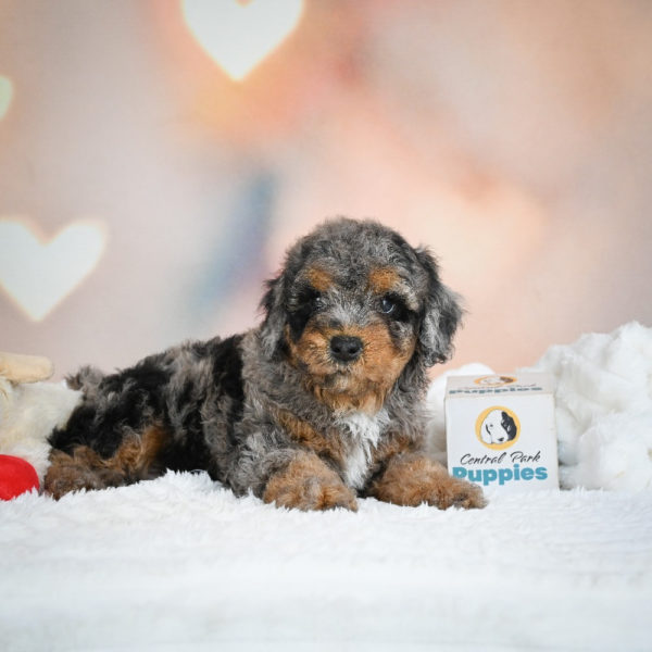 F1 Cockapoo Puppy for Sale