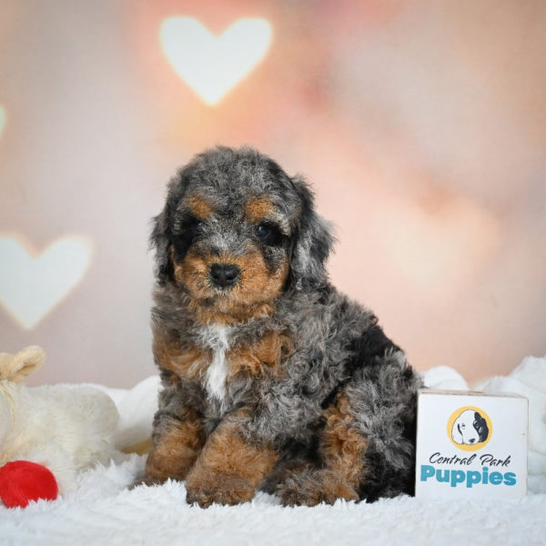 F1 Cockapoo Puppy for Sale