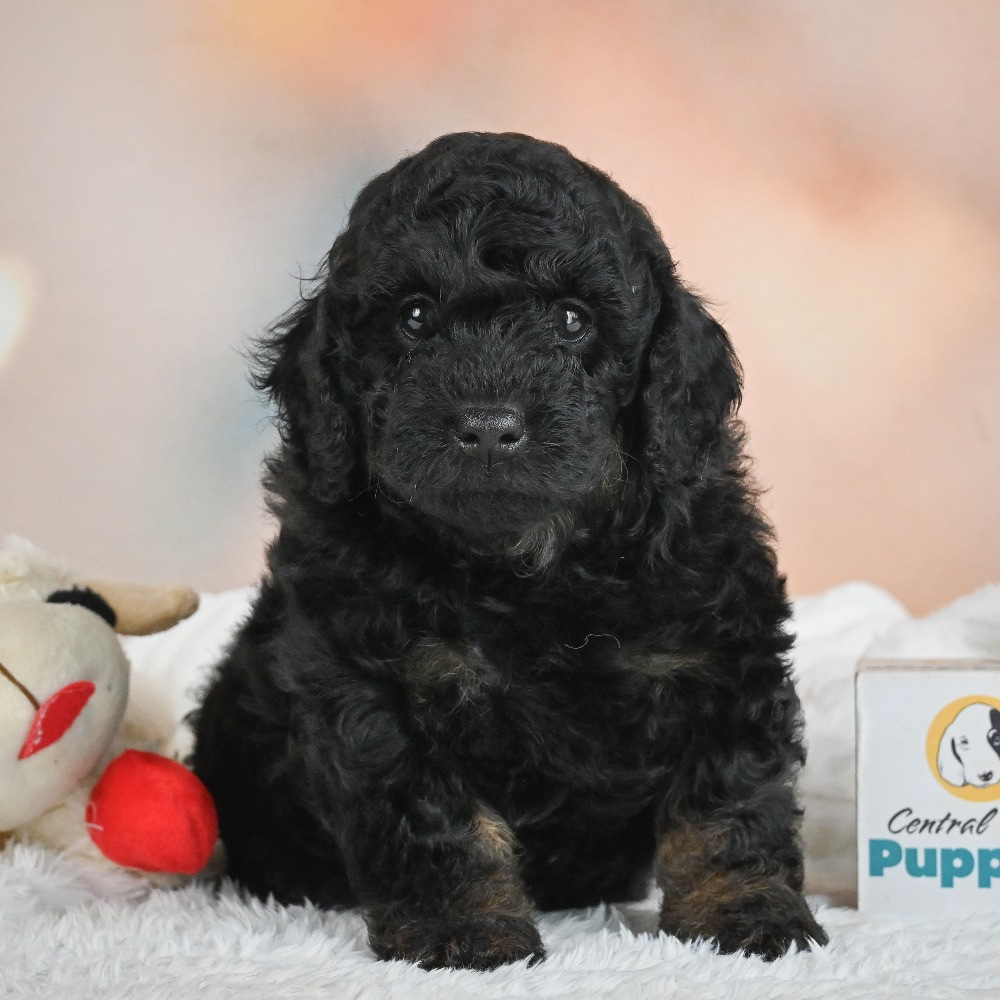 F1b Cockapoo Puppy for Sale in NYC
