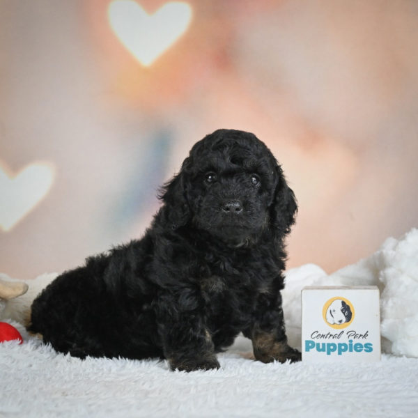 F1b Cockapoo Puppy for Sale