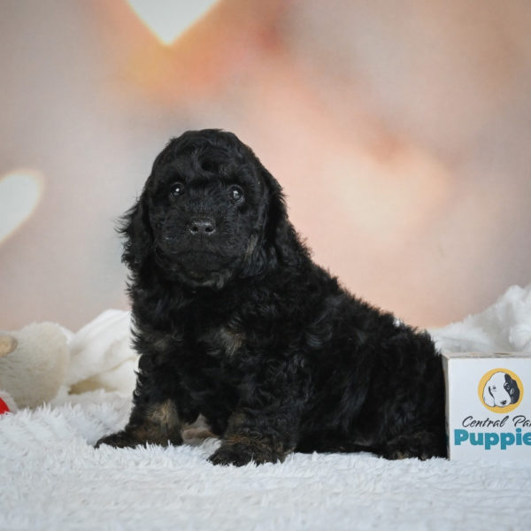 F1b Cockapoo Puppy for Sale