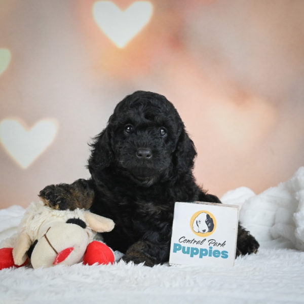 F1b Cockapoo Puppy for Sale