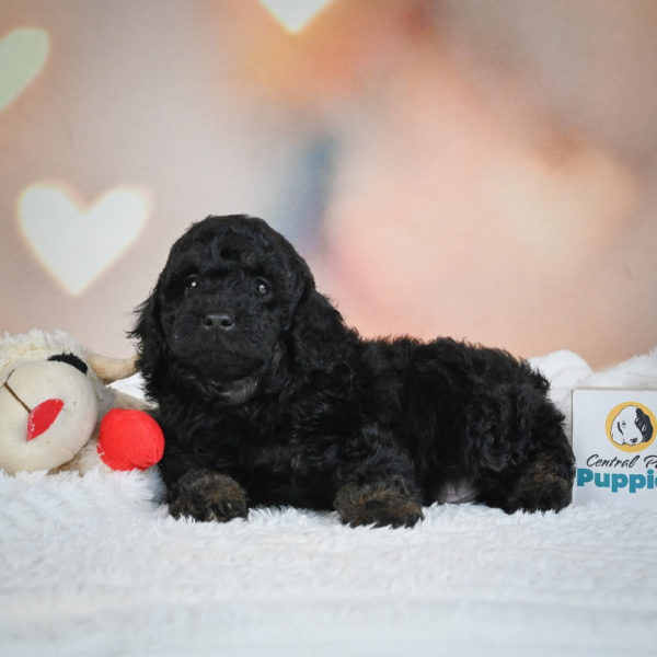 F1b Cockapoo Puppy for Sale