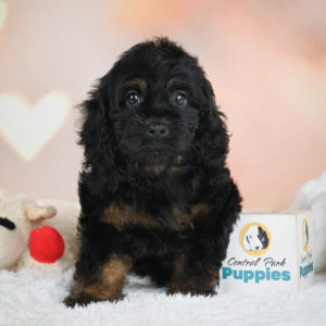 F1 Cockapoo Puppy for Sale