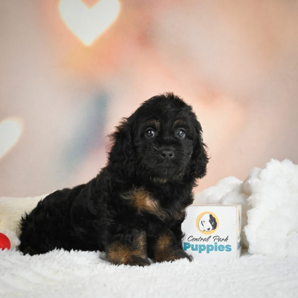F1 Cockapoo Puppy for Sale