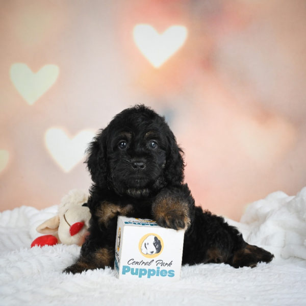 F1 Cockapoo Puppy for Sale
