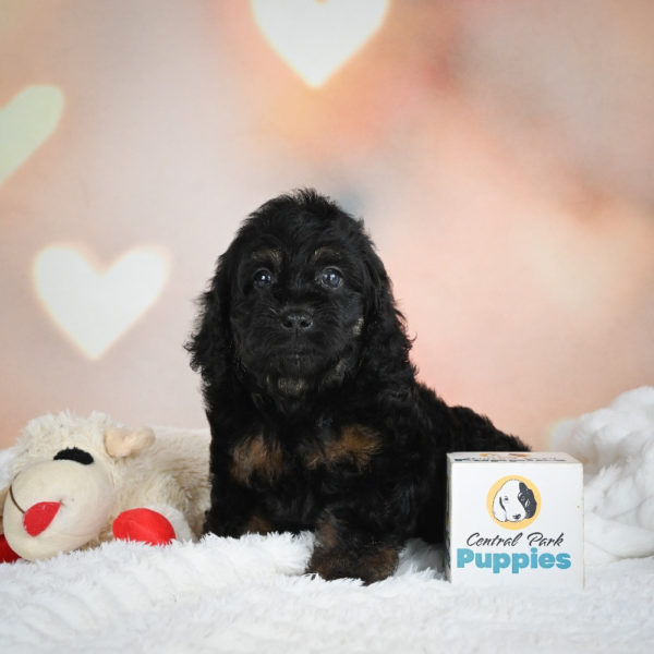 F1 Cockapoo Puppy for Sale