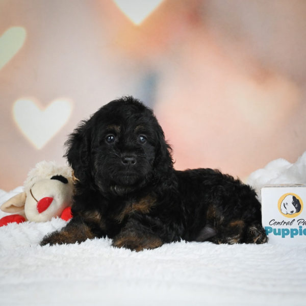 F1 Cockapoo Puppy for Sale